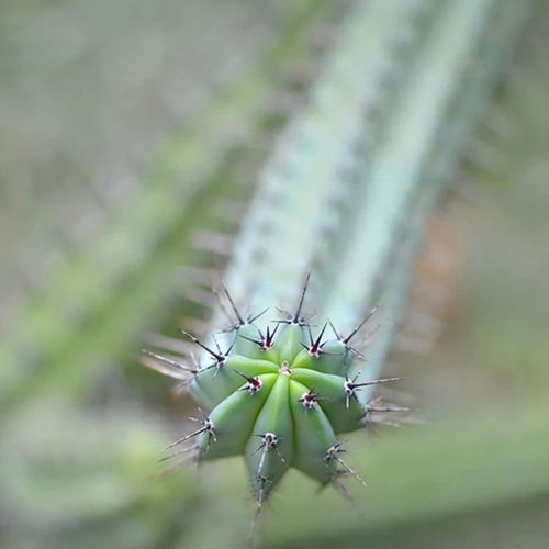 cactus-closeup-the-drews-photography / © DrewCreate
