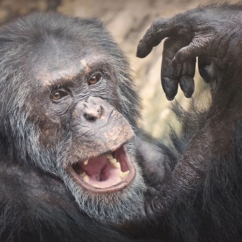 chimpanzee-portrait-the-drews-photography / © DrewCreate