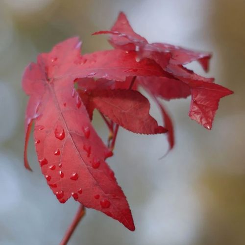 red-japanese-maple-tree-leaves-the-drews-photography / © DrewCreate